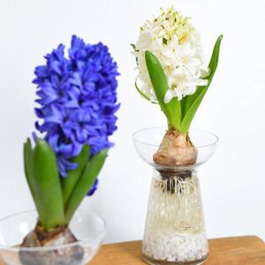 히아신스 구근식물 수경재배식물 DIY세트