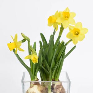 수선화 구근식물 키우기