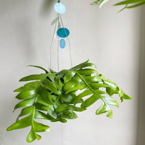 크리소카디움 행잉식물 분갈이완료 에어플랜트 생선뼈화분 특이벽걸이식물