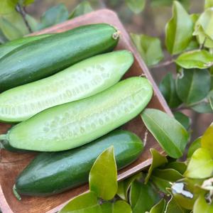 국내산 껍질째먹는 작은 미니 오이 500g 1kg 2kg