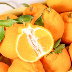 청년농부가 재배한 제주 한라봉 2.5kg 외