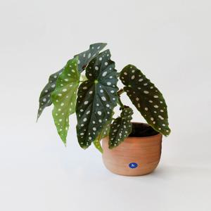 [단독] 베고니아 마큘라타 책상 위 키우기 쉬운 공기정화 인테리어 식물