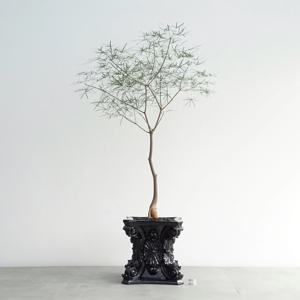 브라키키톤 루페스트리스 코린트화분 보틀트리 바오밥나무