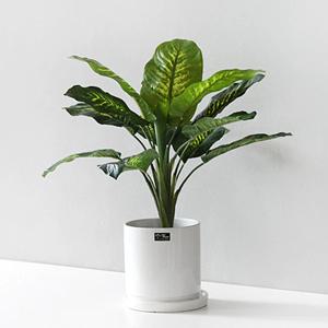 디펜바키아 블랙 pot(50cm)+무광 인테리어 화분(중)