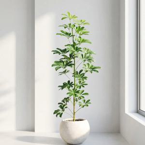 홍콩야자 쉐프렐라 거실화분 인테리어식물 개업 이사 승진 축하화분