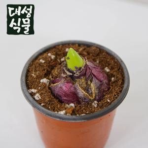 히아신스 구근 히야신스 키우기 포트 랜덤 꽃 추식구근 수경재배