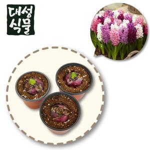 히아신스 구근 3개입 포트 묶음 히야신스 키우기 포트 랜덤 꽃 추식구근 수경재배