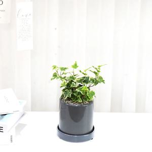 무늬아이비 소품 공기정화식물 도자기화분세트