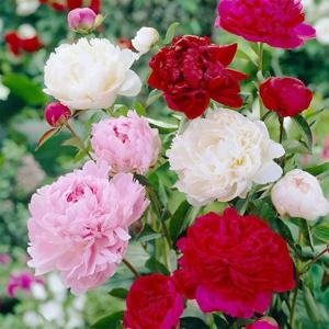 유럽 작약 3~5촉 16종 택1 숙근 뿌리묘 꽃 겹꽃