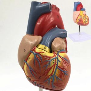 심장모형 분리 해부학 심혈관 심실 장기 구조 실습 교육 인체모형