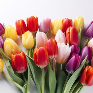 튤립 구근 추식구근 네덜란드 직수입 노지월동