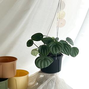 수박페페 키우기쉬운 행잉식물 공기정화 벽걸이화분
