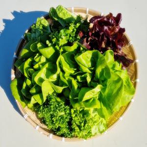 유럽 샐러드 채소 1kg 2kg 야채 상추 쌈채소 버터헤드 바타비아 로메인(국내산)