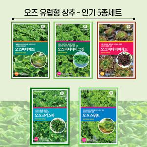 유럽상추씨앗 인기 5종 세트 각 100립씩(버터헤드,멀티리피,바타비아타입)