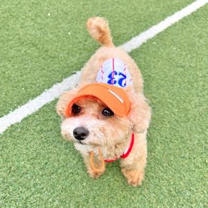 반려동물 자외선차단 시력보호 네온 형광 썬캡 S-L, 2 colors