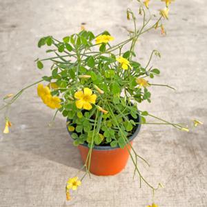 산미구엘리 목사랑초 소형 모종 식물 인테리어 화분 실내공기정화