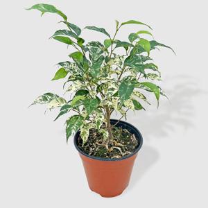 사파리 벤자민 중형 관엽식물 인테리어 식물 고무나무