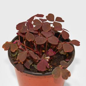 실리쿠오사 사랑초 소형 싱그러운 식물 모종