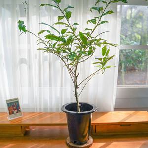 나비시다래 대품 수양자스민 재스민 나무덴드롱 향기나는꽃 자스민화분