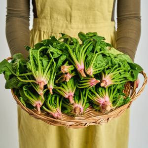 해풍맞고 자란 남해 세척 시금치 간편 시금치 1kg 외