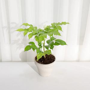 녹보수 소품 공기정화식물 인테리어 화분