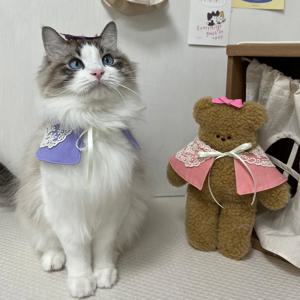 오가닉 망토 차차 고양이 강아지케이프 7colors