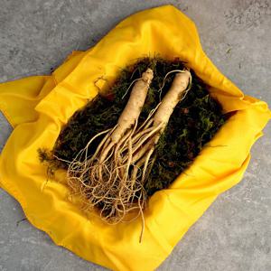 세척 풍기인삼 6년근 수삼 (콩난) 500g 벌크