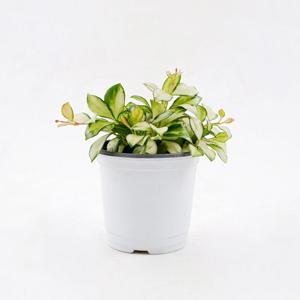 호야 휴스켈리아나 바리에가타 희귀식물 플랜테리어 공기정화식물