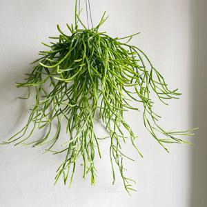 립살리스 트리고나 행잉식물