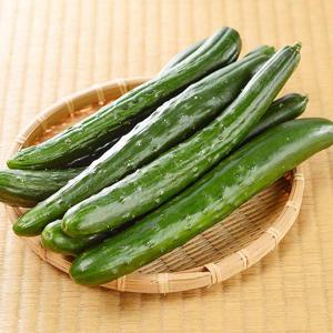 국내산 취청오이 10kg 특품