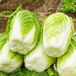 국내산 통배추 1통(1.5kg 내외)