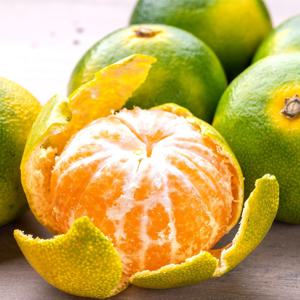 제주 직송!!  25년 첫출하! 새콤달콤 제주 조생 타이벡 감귤 한박스