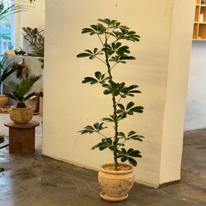 홍콩야자 리듬감 있는 둥근 잎