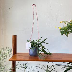 립살리스 이구도엔시스 빈티지팟 행잉화분 벽걸이 화분 행잉플랜트