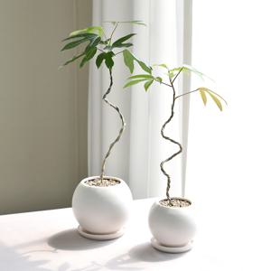 황칠나무 달항아리화분 인테리어 실내 공기정화식물