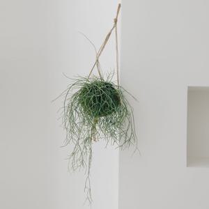 립살리스카스타 코코넛 행잉플랜트 거실 인테리어식물 플랜테리어 반려식물