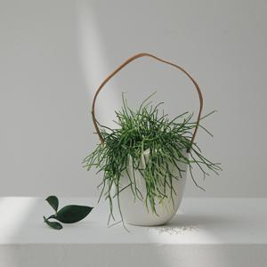 립살리스카스타 행잉플랜트 세라믹 화분 실내 공기정화식물