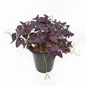 사랑초 싱그러운 중형 공기정화 식물 모종