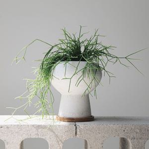 립살리스카스타 백절구화분