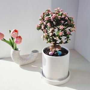 은행목 사랑무 핑크아악무 - 개업선물 집들이 생일 인테리어 실내공기정화식물 거실화분