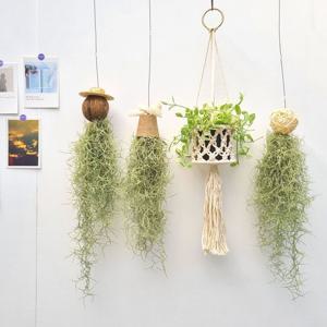 수염틸란드시아 - 먼지먹는 행잉식물 공기정화 인테리어식물 벽걸이 에어플랜트 테라리움