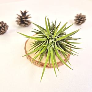 이오난사 소형 틸란드시아 행잉식물 공기정화