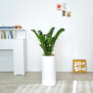 금전수 개업화분 축하 승진 배달 카페 식당 병원 사무실 학원