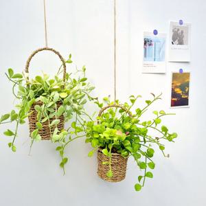 디시디아 에어플랜트 화분걸이 공기정화 플랜테리어 테라리움