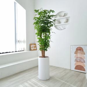 녹보수 개업화분 축하 승진 배달 카페 식당 병원 사무실 학원