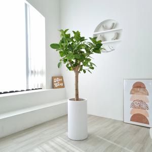 뱅갈고무나무 개업화분 축하 승진 배달 카페 식당 병원 사무실 학원