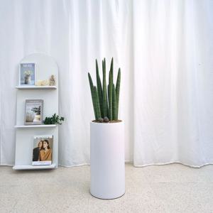 스투키 개업화분 축하 승진 배달 카페 식당 병원 사무실 학원