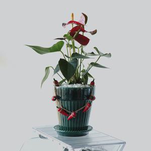 안시리움 레드 플루마팟