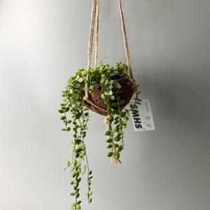 식물행성 디시디아 버튼 (넘뮬라리아) 코코넛 화분 - 행잉플랜트 공중 걸이식물 플랜테리어