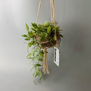 식물행성 호야 메모리아 코코넛 화분 - 행잉플랜트 공중 걸이식물 플랜테리어